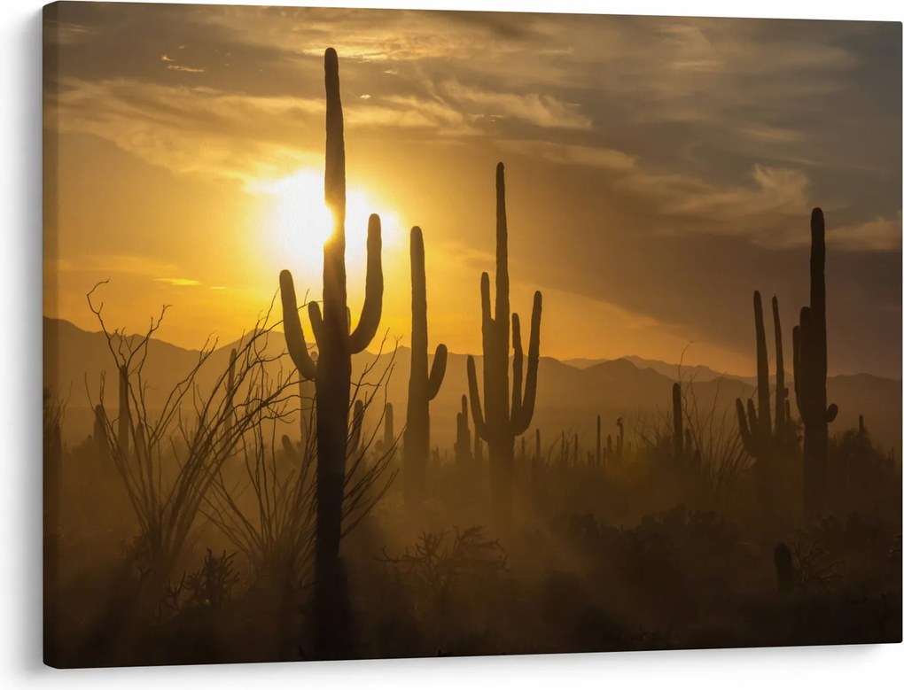 Obraz - Kaktusy Saguaro (70x50 cm)