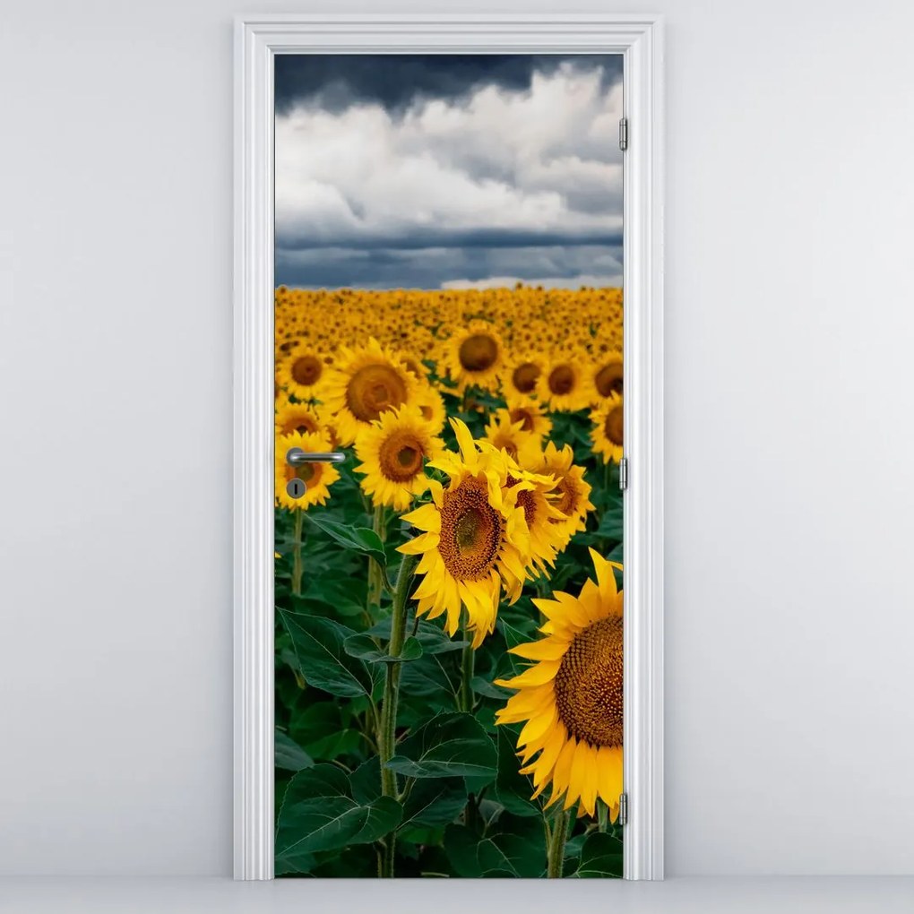 Fototapeta na drzwi - Pole słoneczników (95x205cm)