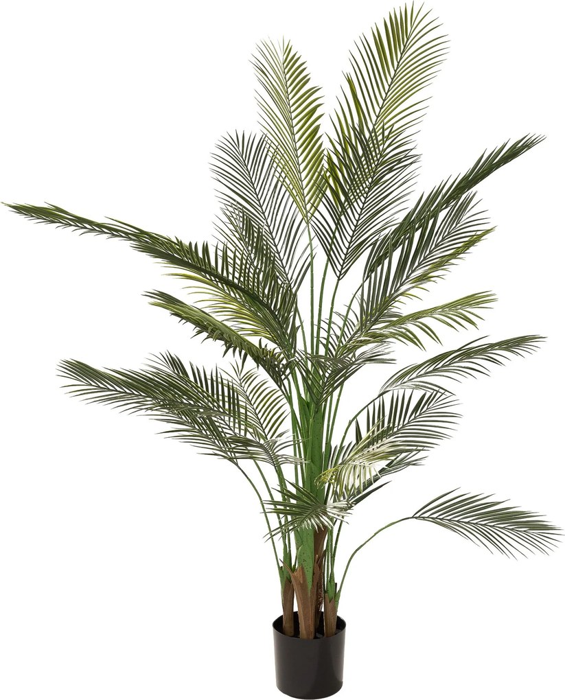 Palma Areka w doniczce 185 cm