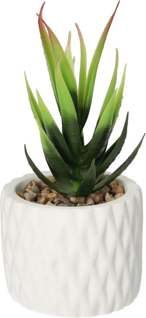 Dekoracja Sansevieria 12cm
