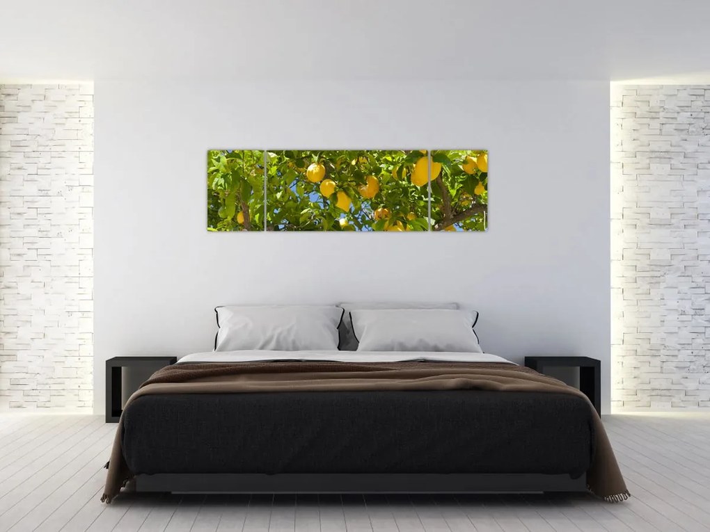 Obraz - Drzewo cytrynowe (170x50 cm)