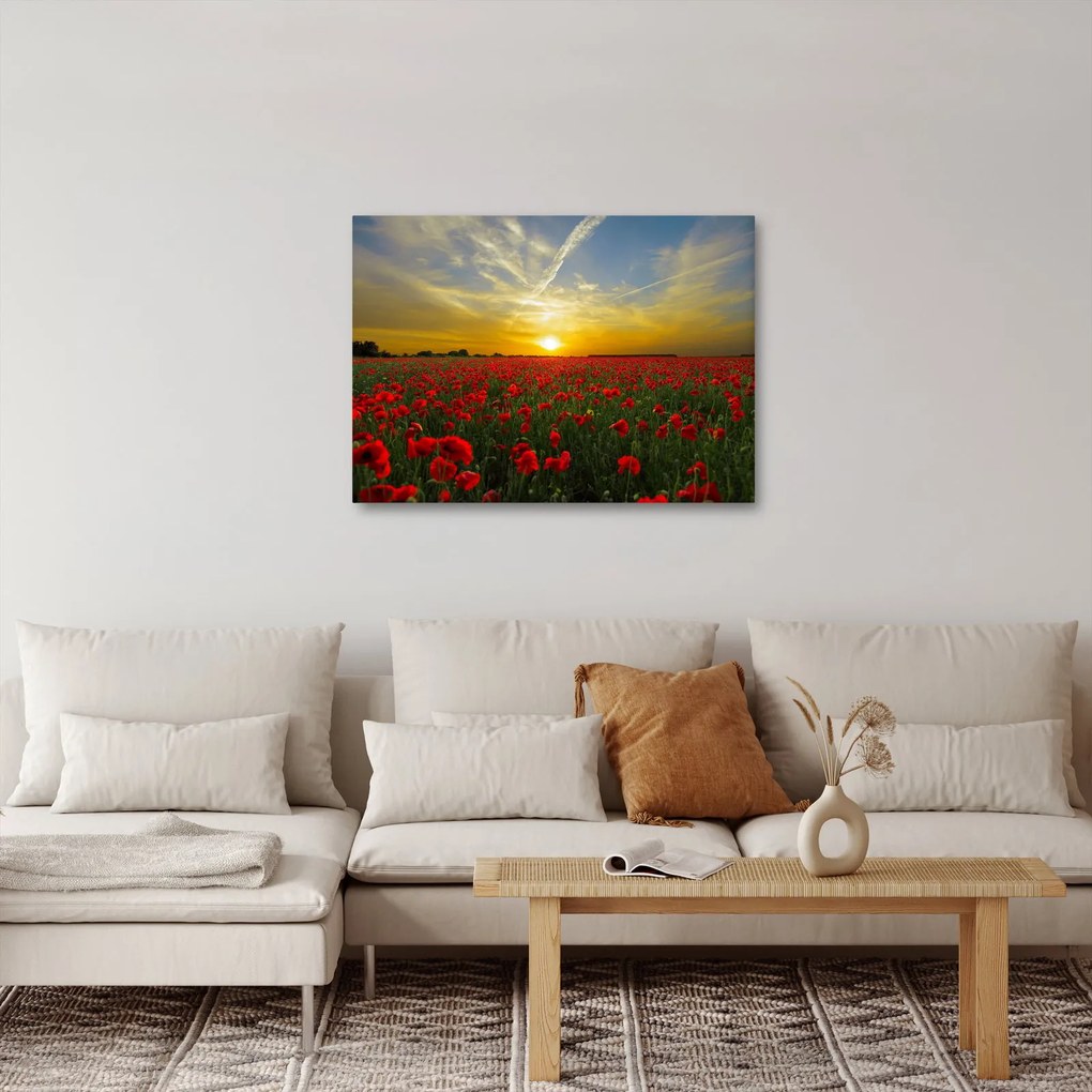 Obraz pola maków (70x50 cm)