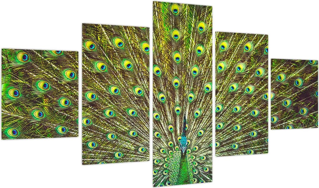 Obraz - Paw (125x70 cm)