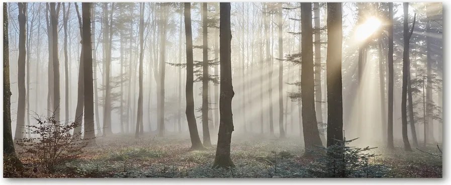 Foto obraz szkło akryl Mgła w lesie