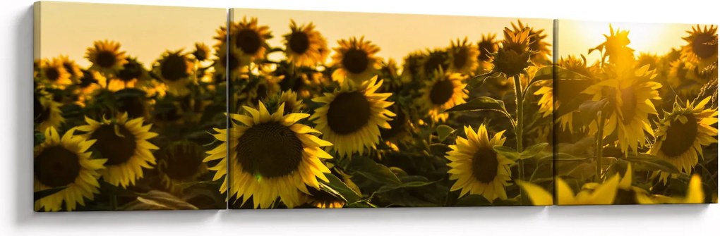 Obraz pola słoneczników (170x50 cm)