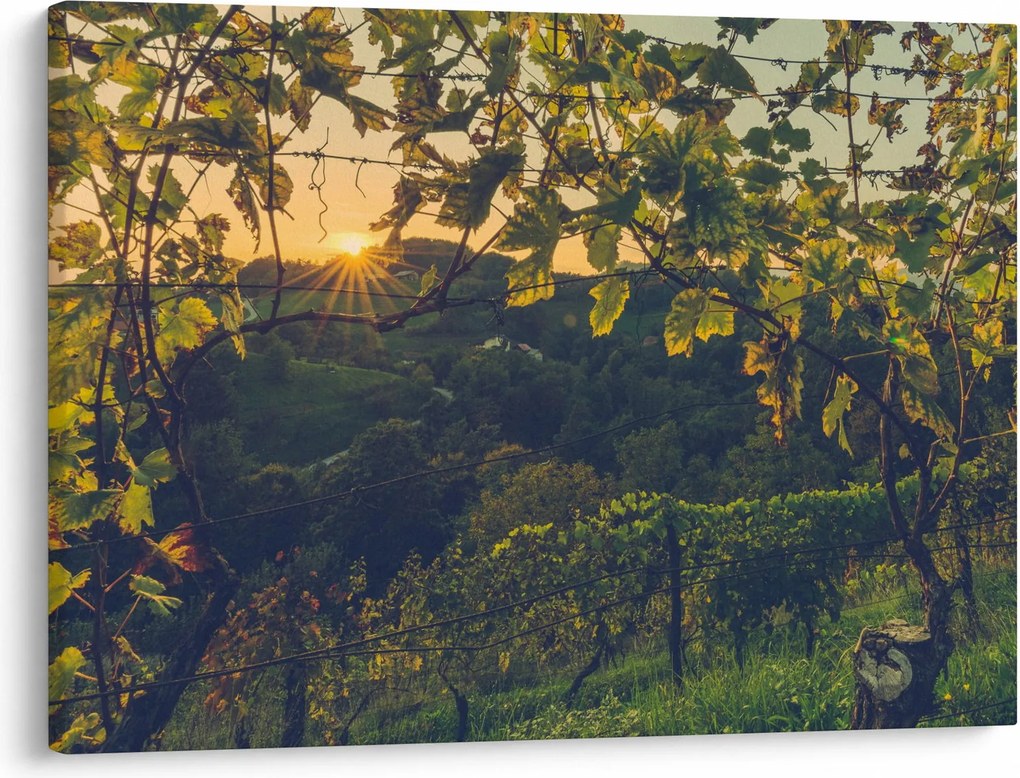 Obraz - Winnica (70x50 cm)