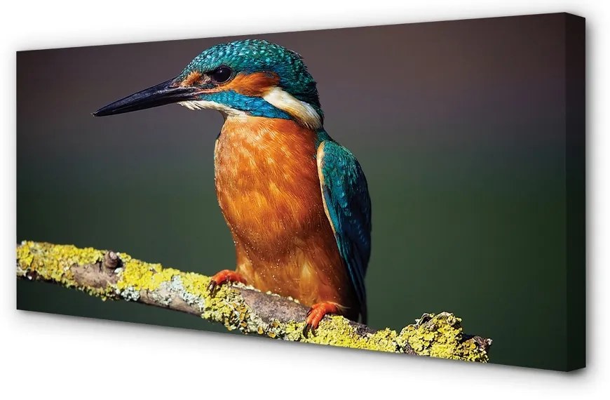 Duży obraz na płótnie Kolorowy Ptak na Gałęzi