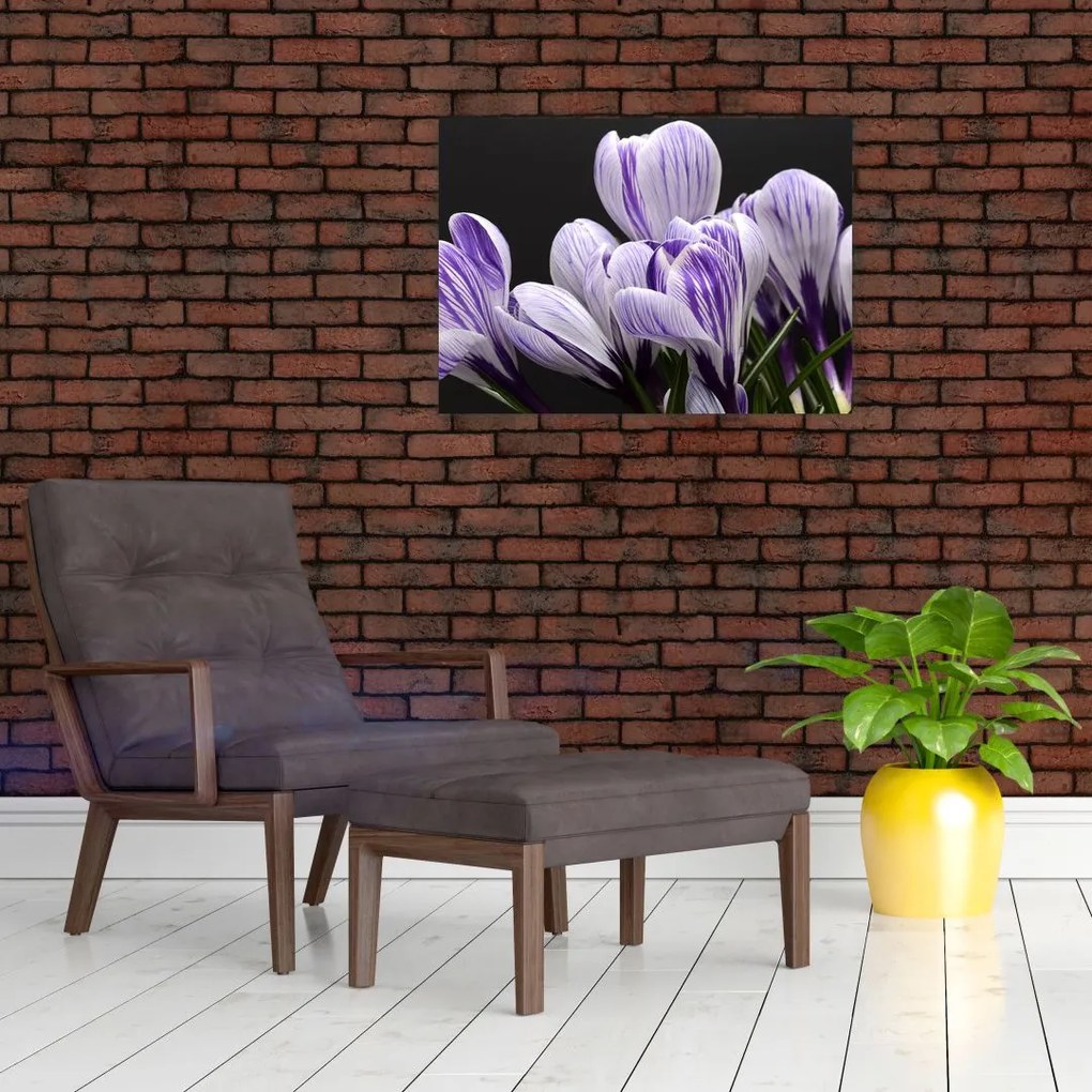 Obraz na szkle - Fioletowe krokusy (70x50 cm)