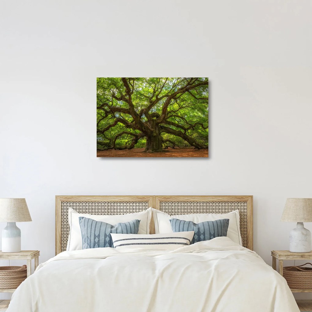 Obraz na szkle - Zielone drzewo (70x50 cm)