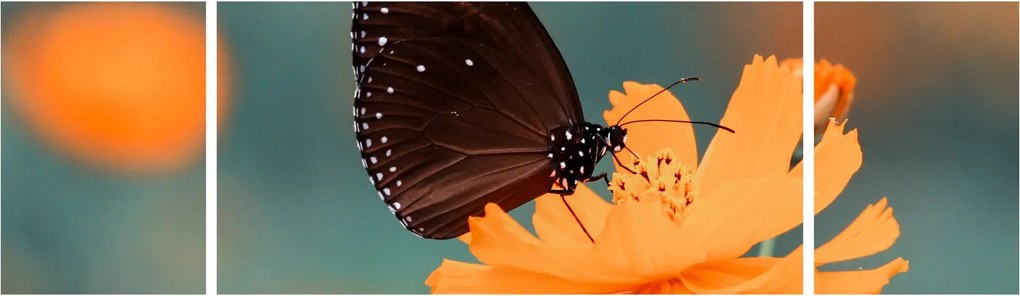 Obraz - motyl na pomarańczowym kwiatku (170x50 cm)