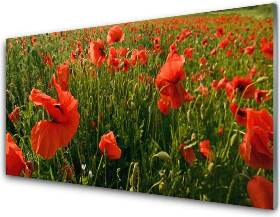 Panel Szklany Maki w Porannej Rosie