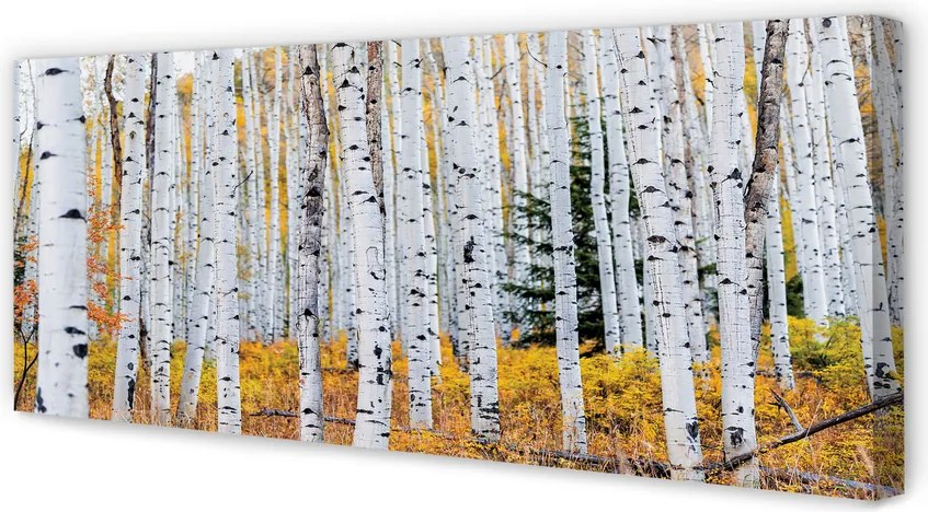 Zdjęcie na płótnie Jesienne Brzozy