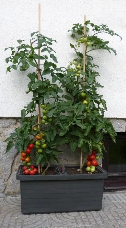 Skrzynka samonawadniająca Berberis DUO, terakota, 78 cm