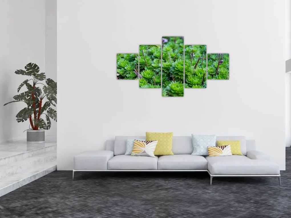 Obraz sukulentów (125x70 cm)