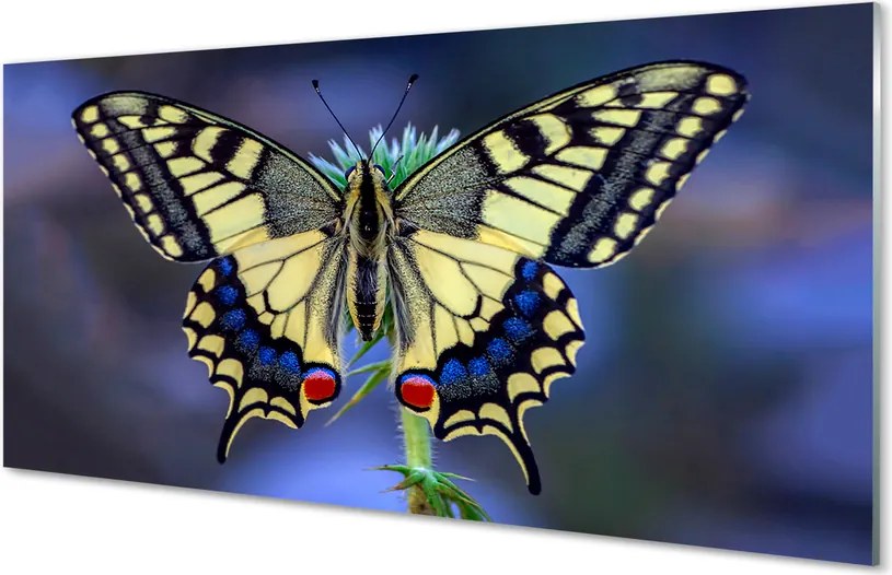 Panel szklany do Kuchni Chwila Odpoczynku Motyla