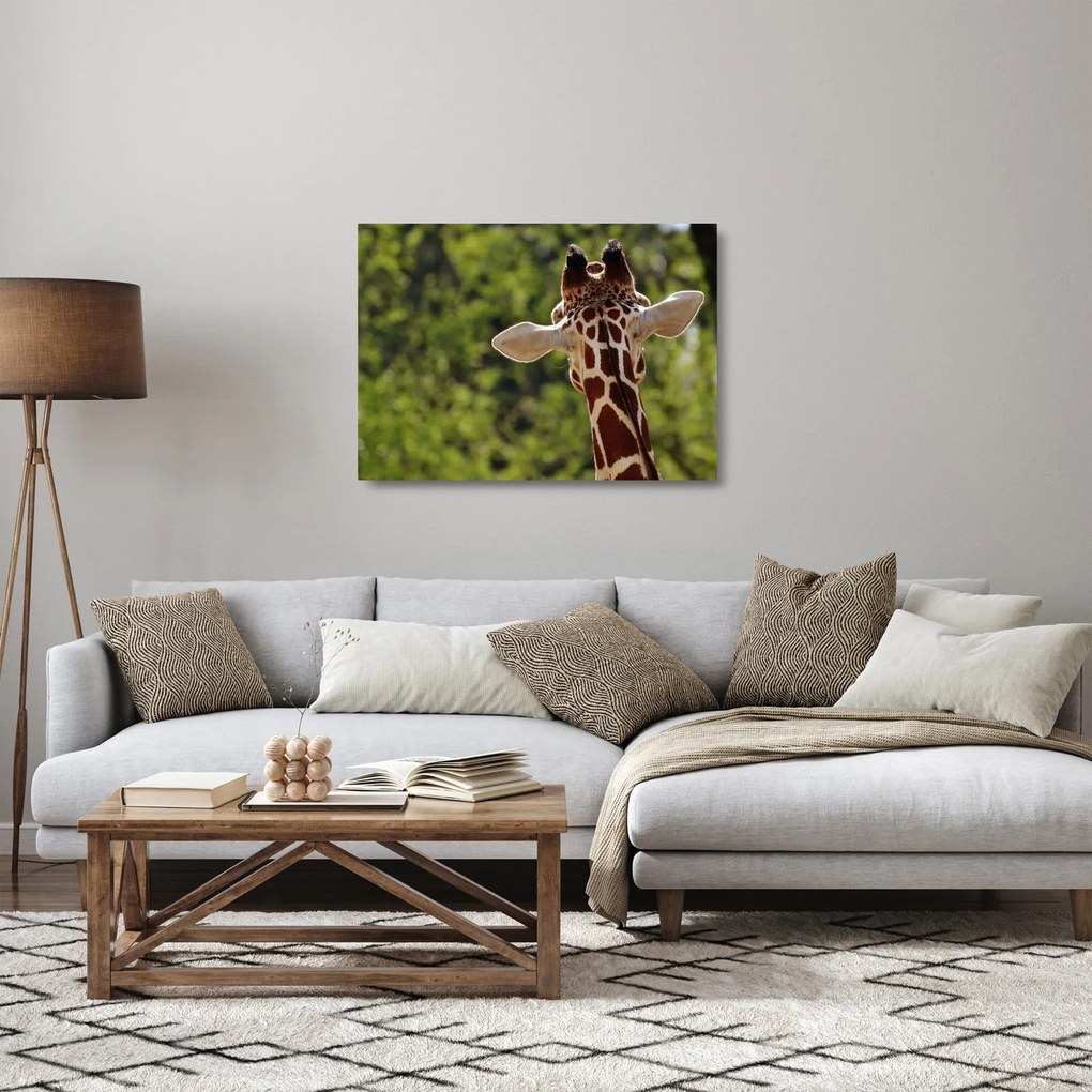 Obraz na szkle - żyrafa od tyłu (70x50 cm)