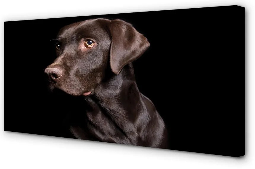 Fotoobraz na płótnie Brązowy Pies