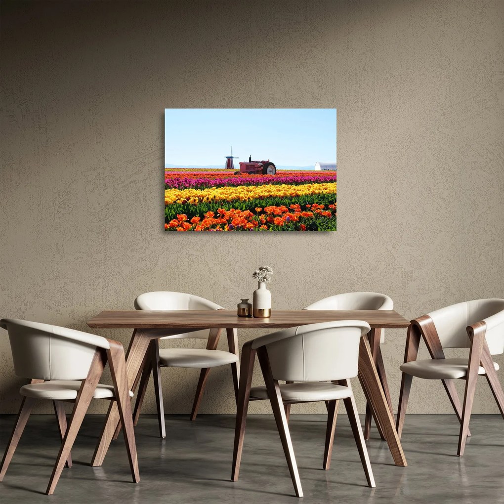 Obraz na szkle farmy tulipanów (70x50 cm)