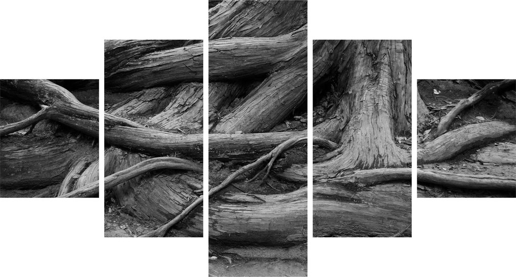Obraz - Korzenie drzewa (125x70 cm)