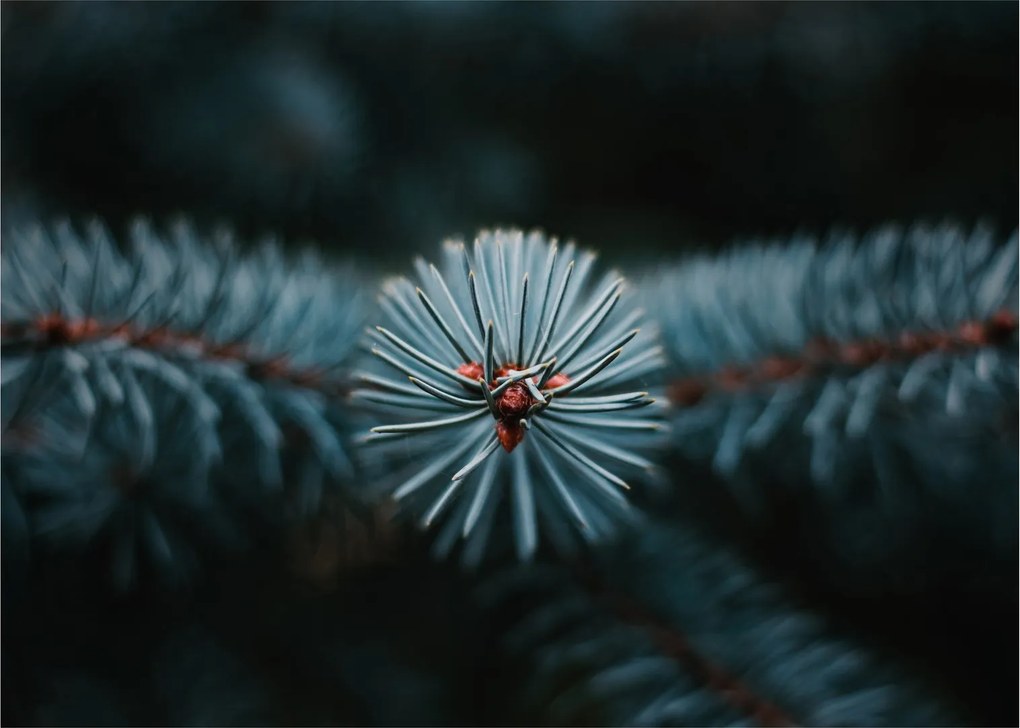 Obraz gałązki drzewa iglastego (70x50 cm)
