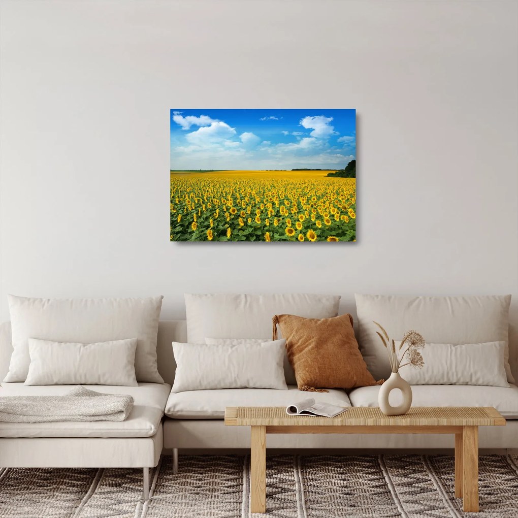 Obraz na szkle - ciąg słoneczników (70x50 cm)