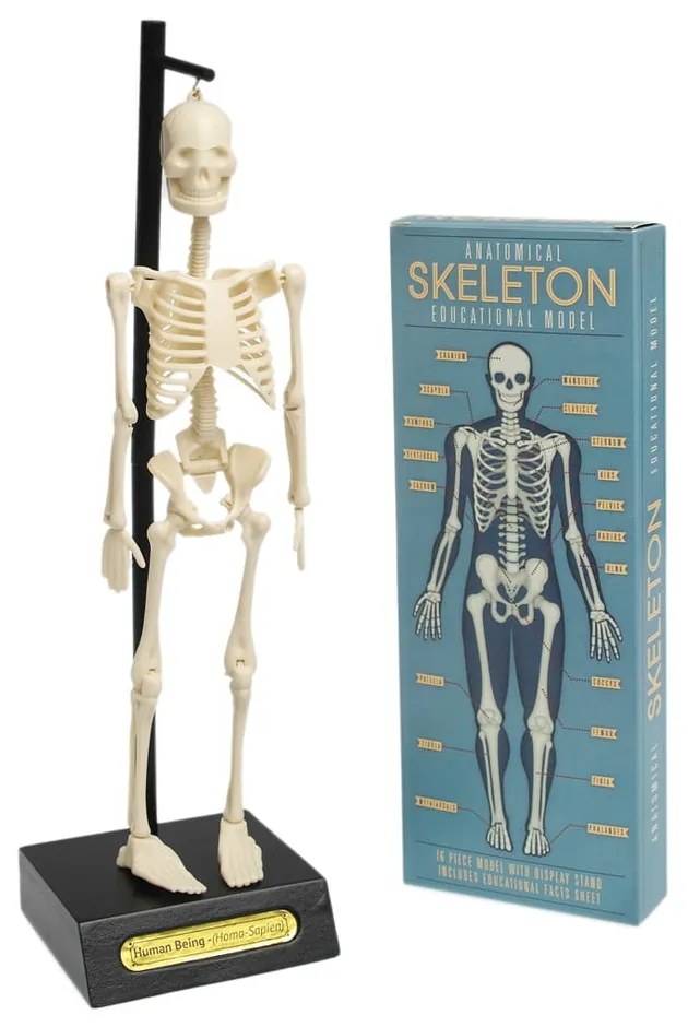 Model szkieletu Rex London Anatomical