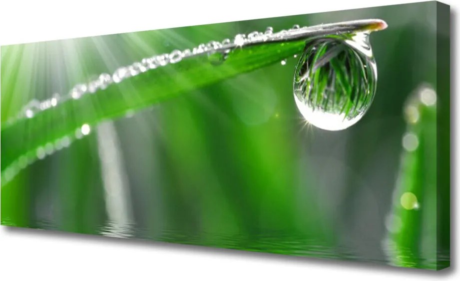 Obraz canvas Perlista Rosa na Źdźble Trawy