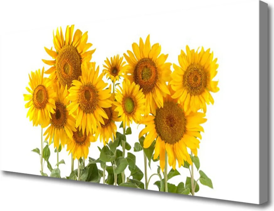 Obraz na płótnie Złociste Słoneczniki w Polu