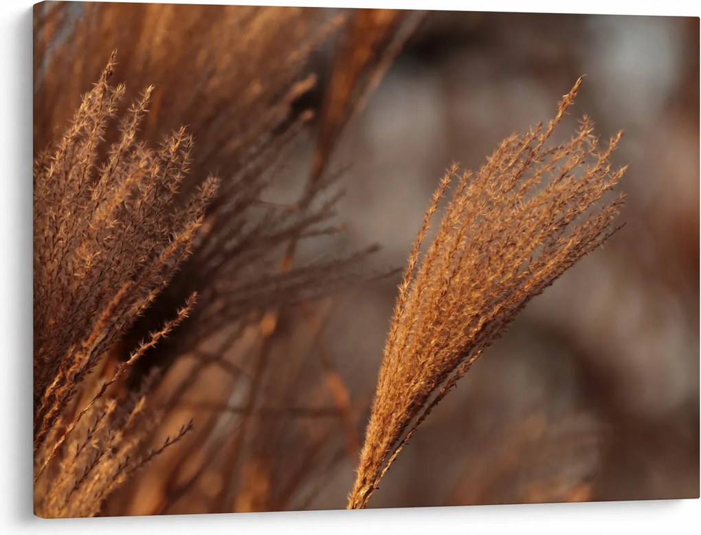 Obraz - Kortaderia (70x50 cm)