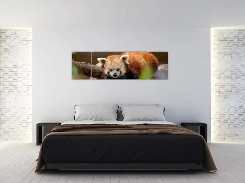 Obraz czerwonej pandy (170x50 cm)