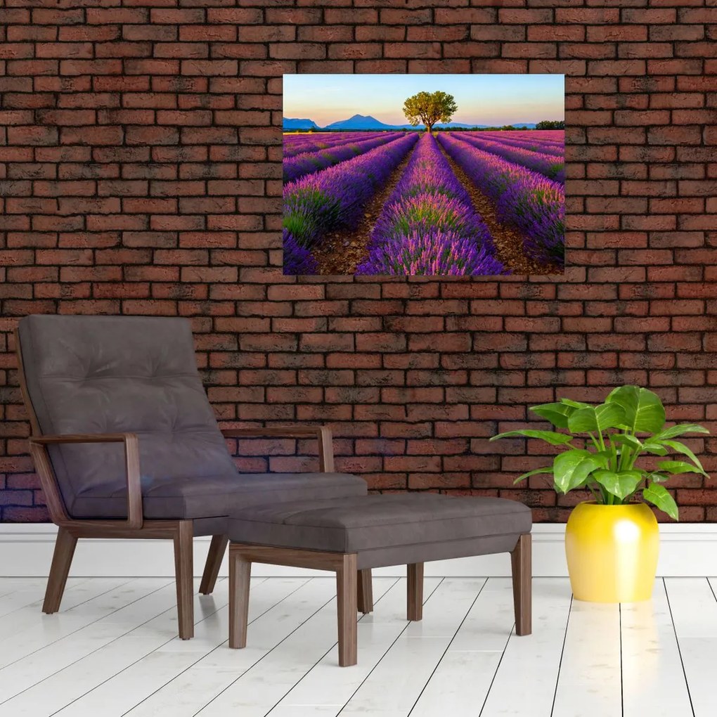Obraz na szkle - Pole lawendy (70x50 cm)