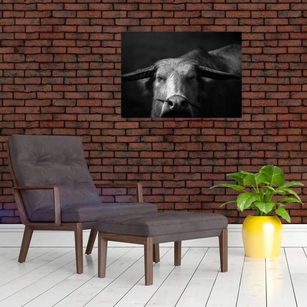 Obraz - Krowa (70x50 cm)