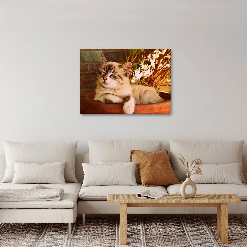 Obraz kota w doniczce (70x50 cm)