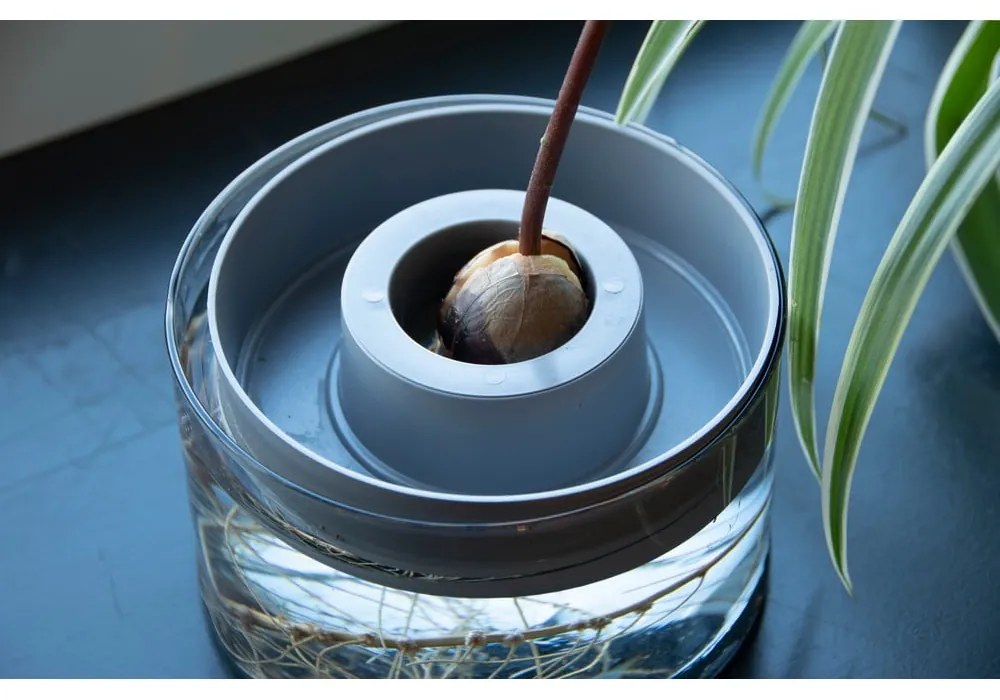 Szklana miska do kiełkowania ø 14 cm Avocado – Esschert Design