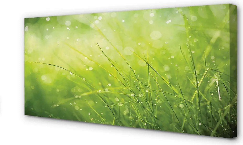 Obraz drukowany na płótnie Świeżość Rosy na Trawie