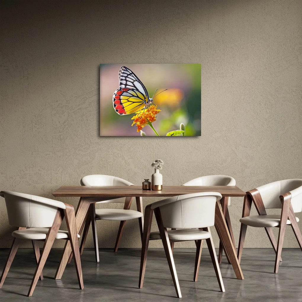 Obraz motyla na kwiatku (70x50 cm)