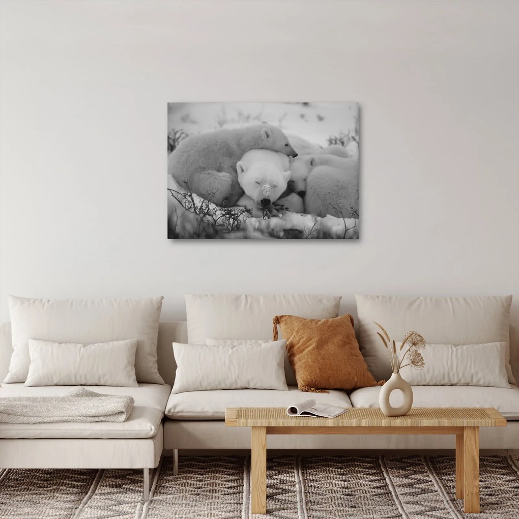 Obraz - Niedźwiadki polarne, czarno - biały (70x50 cm)