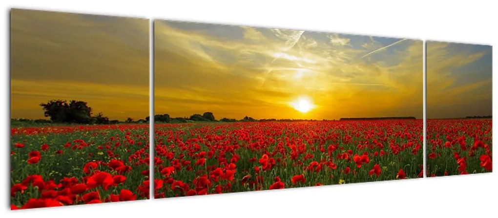 Obraz pola maków (170x50 cm)