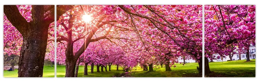 Obraz kwitnących czereśni, Hurd Park, Dover, New Jersey (170x50 cm)