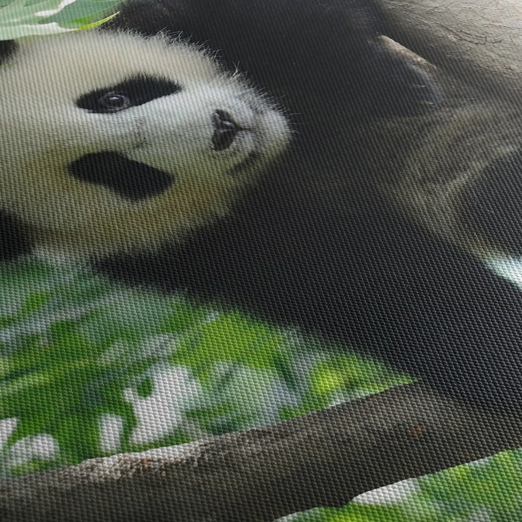 Obraz - Panda na drzewie (70x50 cm)