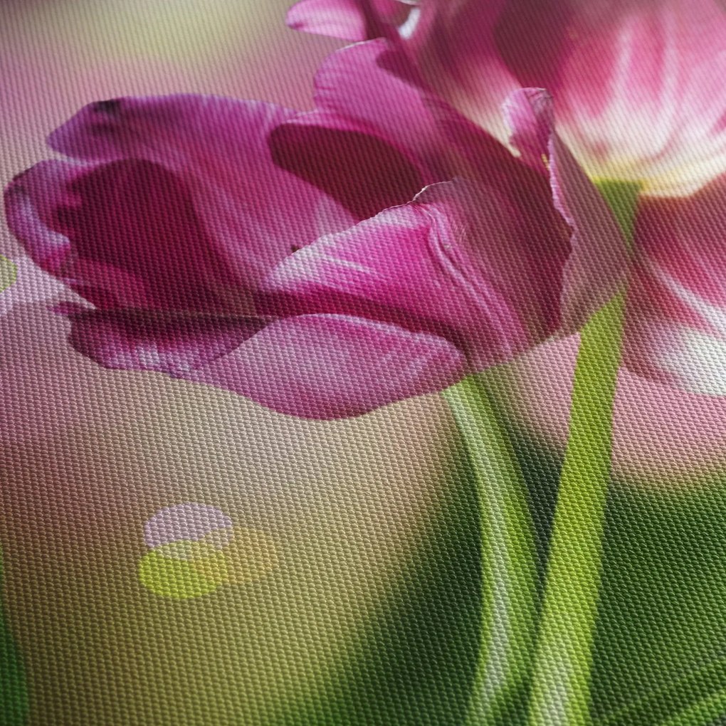 Obraz różowych tulipanów (170x50 cm)