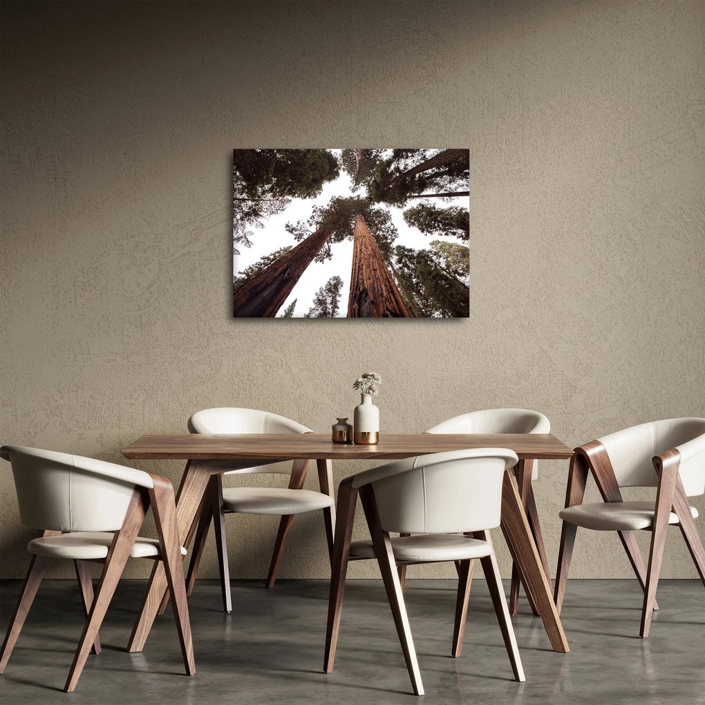 Obraz - Widok przez korony drzew (70x50 cm)