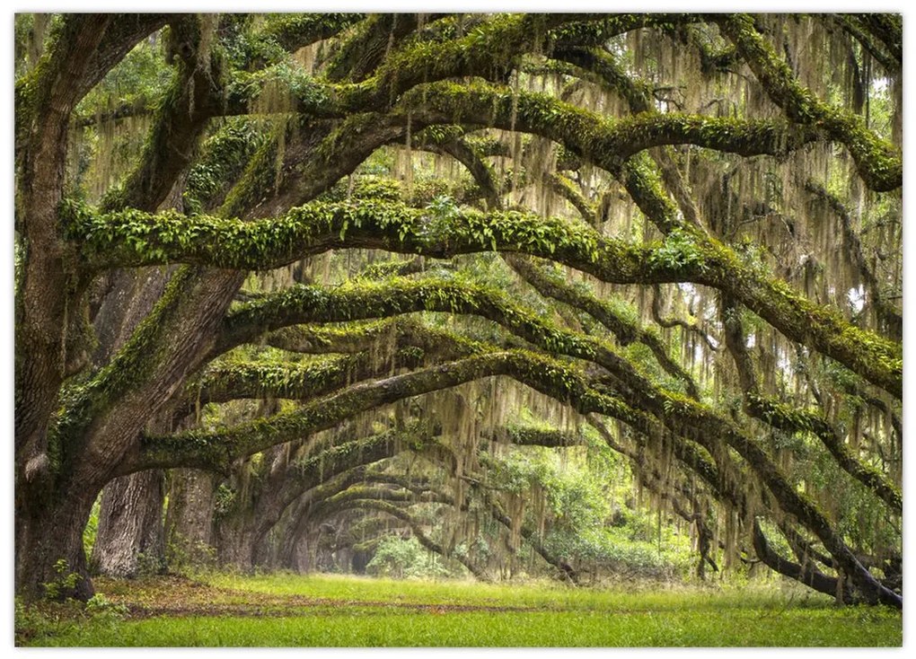 Obraz na szkle - Oaks Avenue, Charleston, Karolina Południowa, USA (70x50 cm)
