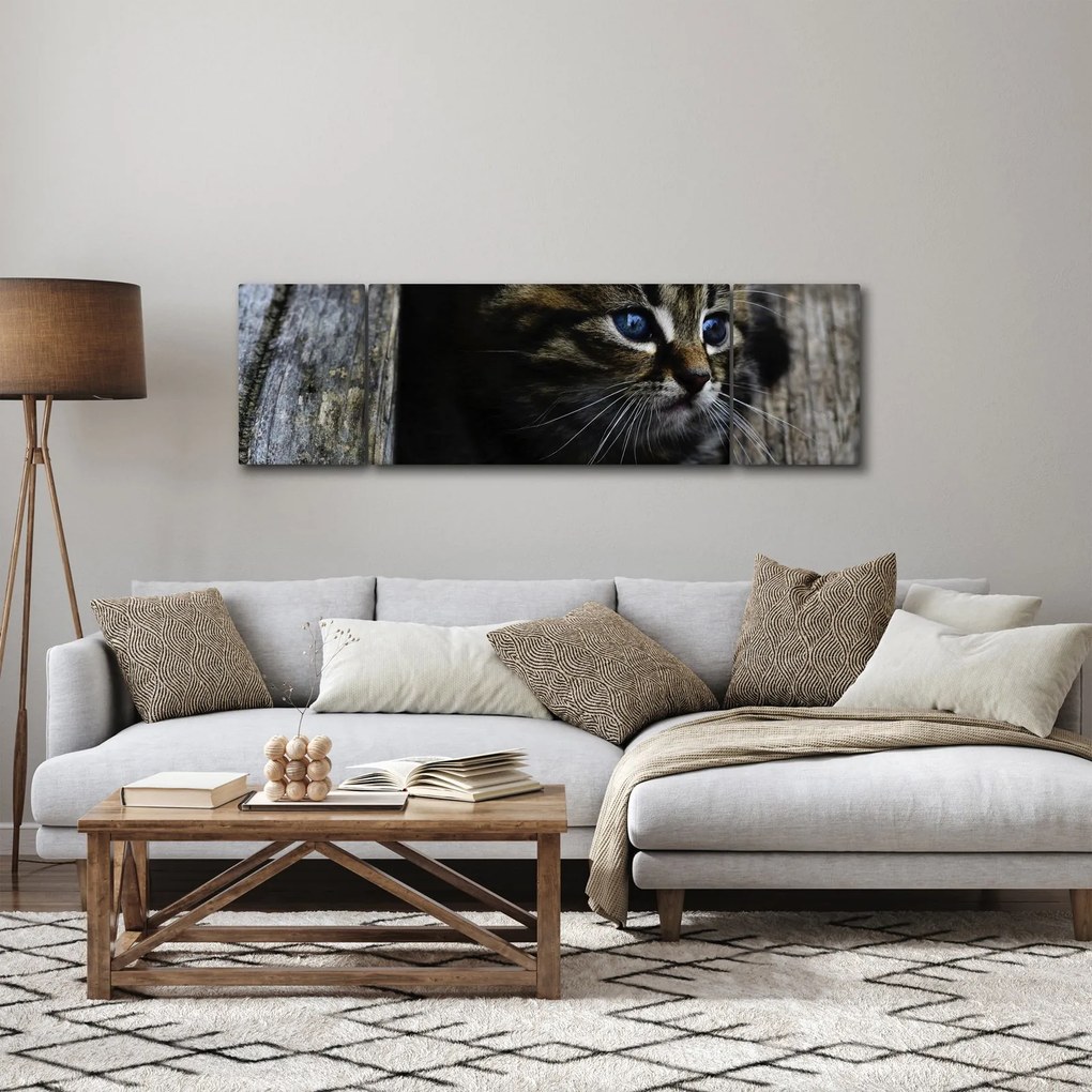 Obraz kotka (170x50 cm)