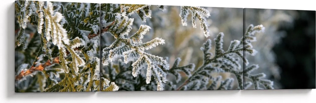 Obraz - Detal gałęzi (170x50 cm)