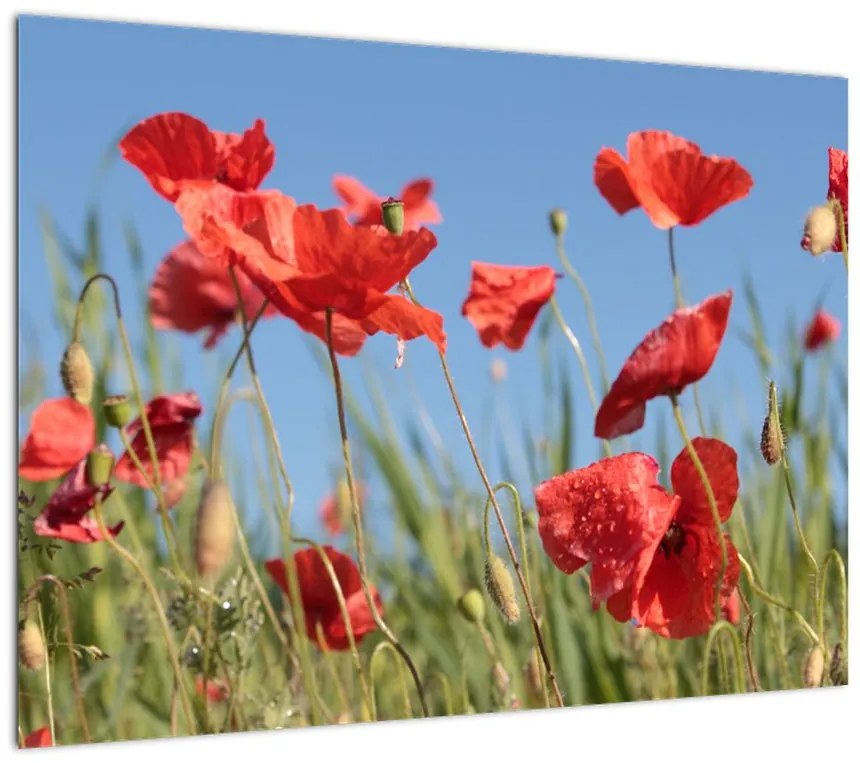 Obraz na szkle - Maki (70x50 cm)