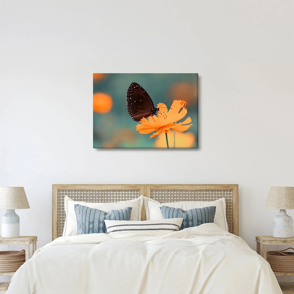 Obraz - motyl na pomarańczowym kwiatku (70x50 cm)
