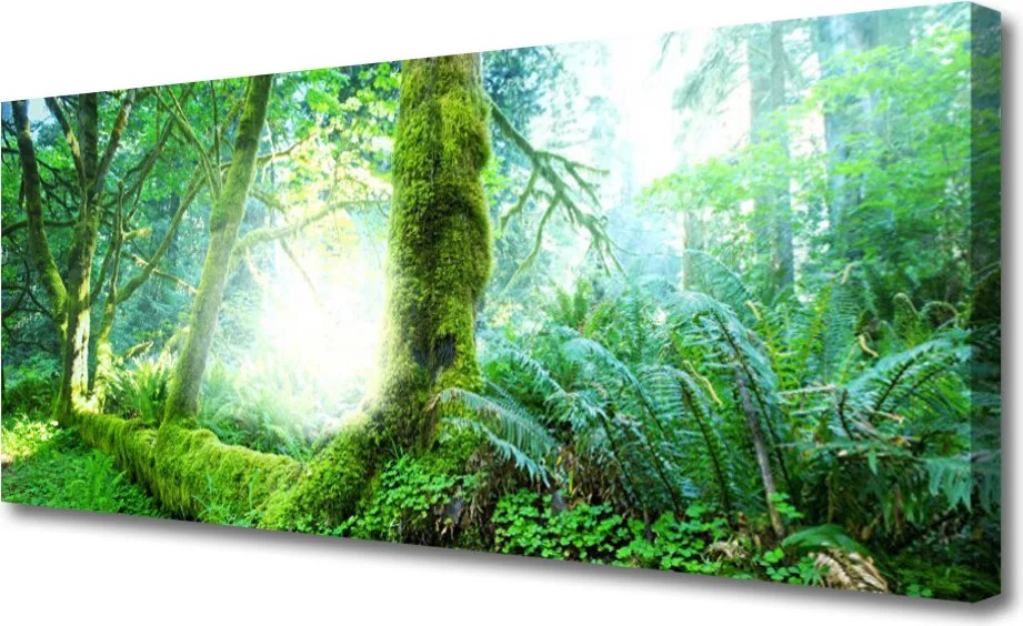 Fotoobraz na płótnie Miękkość Leśnego Mchu