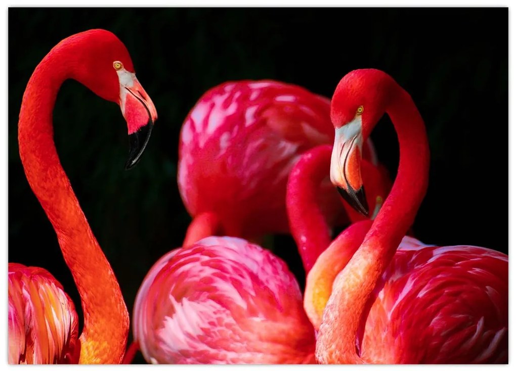 Obraz na szkle - czerwone flamingi (70x50 cm)