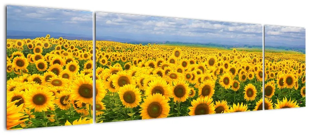 Obraz pola słoneczników (170x50 cm)